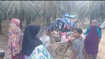 Korban Banjir Aceh Utara Bertahan di Tenda Kebun Sawit