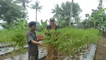 Pemerintah Salurkan 17.240 Ton Pupuk Subsidi bagi Petani Tangerang