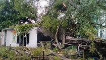 Jakarta Diguyur Hujan Deras, 2 Pohon Besar Tumbang di Menteng