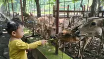 Penangkaran Rusa Maliran Blitar, Wisata Keluarga Murah dan Edukatif