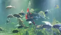 Aquarium Indonesia Pangandaran, Destinasi Libur Nataru Keluarga