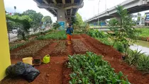 Jadi Lahan Urban Farming, Kolong Tol Becakayu Kini Hijau dan Produktif