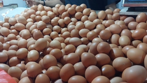 Jaga Harga Telur Ayam, Kementan Kumpulkan Para Peternak