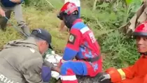 Heboh! Buaya Muara Muncul di Persawahan Bekasi Bikin Panik Warga