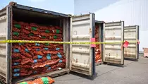 Impor Bawang Bombai Ilegal Berisiko Picu Wabah Penyakit