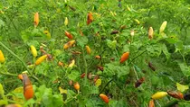 Petani Cabai Rugi Ratusan Juta Akibat Serangan Hama Bikin Gagal Panen