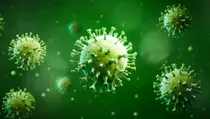 Leptospirosis Merebak di Ngawi, Dinkes Ungkap Penyebabnya