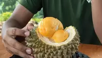 Ini Durian Termahal di Dunia dengan Harga Tembus Rp 680 Juta