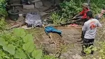 Dramatis, Evakuasi Dramatis Buaya Muara dari Rumah Kosong di Bekasi