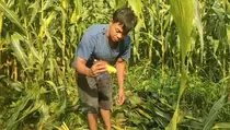 Petani Jagung di Pangandaran Gagal Panen gegara Ulah Babi Hutan