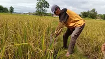 NTP Februari Naik 1,5 Persen, Bukti Kesejahteraan Petani Meningkat
