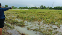 804 Hektare Sawah Tangerang Terendam, Puluhan Hektare Puso