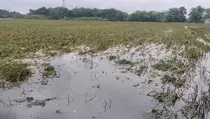 Sawah Masih Terendam, Petani di Kudus Terancam Gagal Panen Massal