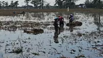 Banjir Pati Bikin Gagal Panen, Petani Mengais Padi Rusak untuk Makan