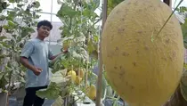 Pelajar Purwakarta Sukses Kembangkan Melon Hidroponik