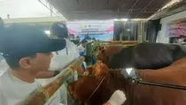 4 Juta Dosis Vaksin PMK Akan Disebar pada Tahun Ini
