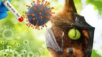 Ahli UGM Ungkap Bahaya Virus Nipah dan Risiko dari Nira