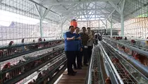 Kandang Ayam Merah Putih Jadi Mesin Ekonomi Desa di Blora