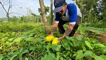 Petani Timun Suri Lebak Raup Jutaan Rupiah meski Produksi Turun