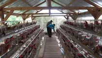 Harga Telur di Peternak Anjlok karena Permainan Tengkulak