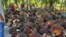 Indonesia Pamerkan Inovasi Biomassa Sawit ke Jepang