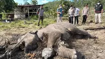 Kronologi Penemuan Anak Gajah yang Sudah Mati Membusuk di Riau