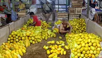 Penjualan Buah Timun Suri
