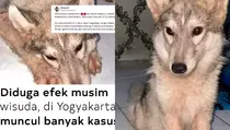 Fenomena Peliharaan Dibuang Seusai Wisuda di Jogja, Apa Penyebabnya?