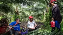 Industri Sawit Perkuat Kesetaraan bagi Pekerja Perempuan