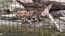 Farhan Syok! Huru dan Hara Anak Harimau Benggala Mati di Bandung Zoo