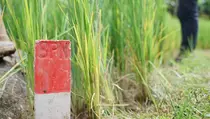 Jaga Tanah Anda, Begini Cara Pasang Patok agar Tidak Jadi Sengketa