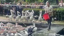 4.600 Pengunjung Padati Ragunan, Ini Daya Tariknya
