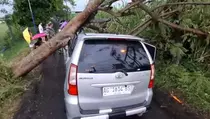 Hujan Angin Terjang Kediri, 11 Pohon Tumbang dan Timpa Mobil