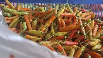 Lebaran Selesai, Harga Cabai di Kudus Masih Tinggi