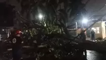 9 Pohon Tumbang Akibat Angin Kencang di Tangerang, Korban Didata