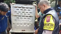 Macan Tutul Masuk Permukiman di Bogor Bikin Warga Resah