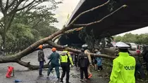 Hujan Angin di Bandung, 1 Tewas dan 33 Pohon Tumbang