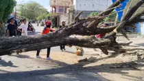 Pohon Tumbang di Parigi Moutong Tewaskan Balita