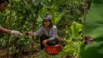 Dari Lahan Rusak ke Superfood, Inovasi RI Dilirik Dunia