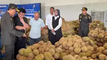 Target Rp 750 Miliar, Ekspor Durian Sulteng Tembus China