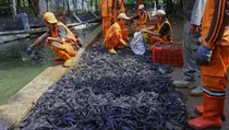 Jaga Ekosistem Perairan, Pemkot Jakut Jaring 493 Kilogram Sapu-sapu
