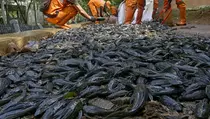 Amankah Mengonsumsi Ikan Sapu-sapu dari Sungai di Jakarta?