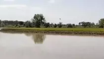 Klaim Asuransi Dipercepat, Petani Lamongan Dapat Rp 6 Juta Per Hektare