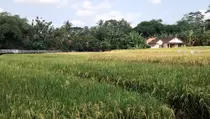 Prabowo Dorong Hilirisasi Pertanian dan Perikanan di 13 Wilayah