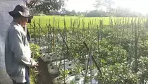 Dampak Cuaca Ekstrem, Banyak Tanaman Petani Garut Busuk sebelum Panen