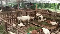 Aturan Pembagian Daging Kurban Iduladha 2026 dan Jatah Sahibulkurban