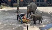 Batu Secret Zoo Rayakan Ultah Gajah Bernama Diah pada Hari Kartini