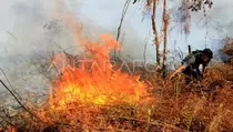 20 Hektare Lahan di Aceh Jaya Terbakar, BPBK Imbau Warga Stop Membakar
