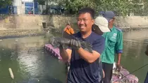 Dinas KPKP Pastikan Temuan Logam Berat pada Ikan Sapu-sapu di Jakarta