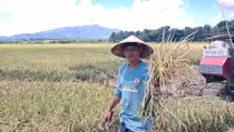 Panen Biosalin di Jepara Dorong Produksi Pangan Lahan Pesisir